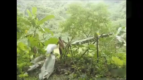 中国小伙野外生存, 用竹子在野外创造新发明, 贝