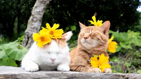 娇美的猫咪 头上戴着几朵野花 还真是猫比花娇啊