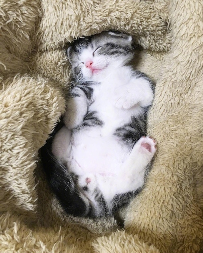 睡觉中的小猫咪,简直就是个小天使!|小猫咪|小天使_新浪网