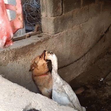 大白鹅把头伸进中华田园犬的喉咙里, 狗狗老实也不能这样欺负