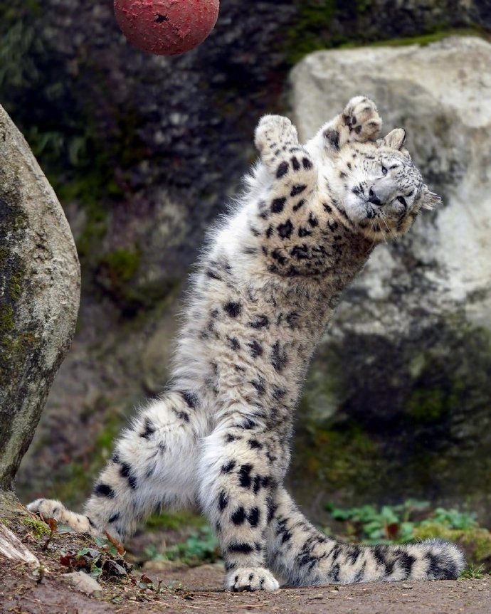 白豹晾翅麦麦克跳舞