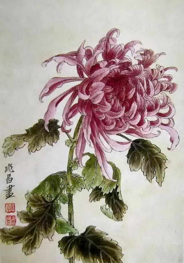 露蕊菊花畫法:白色菊花畫法:金背大紅菊花畫法:長條狹瓣粉紅色菊花