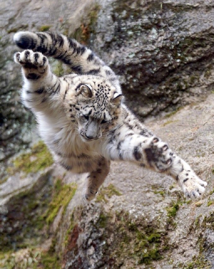 白豹晾翅麦麦克跳舞