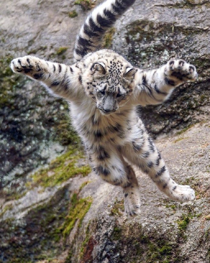 白豹晾翅麦麦克跳舞