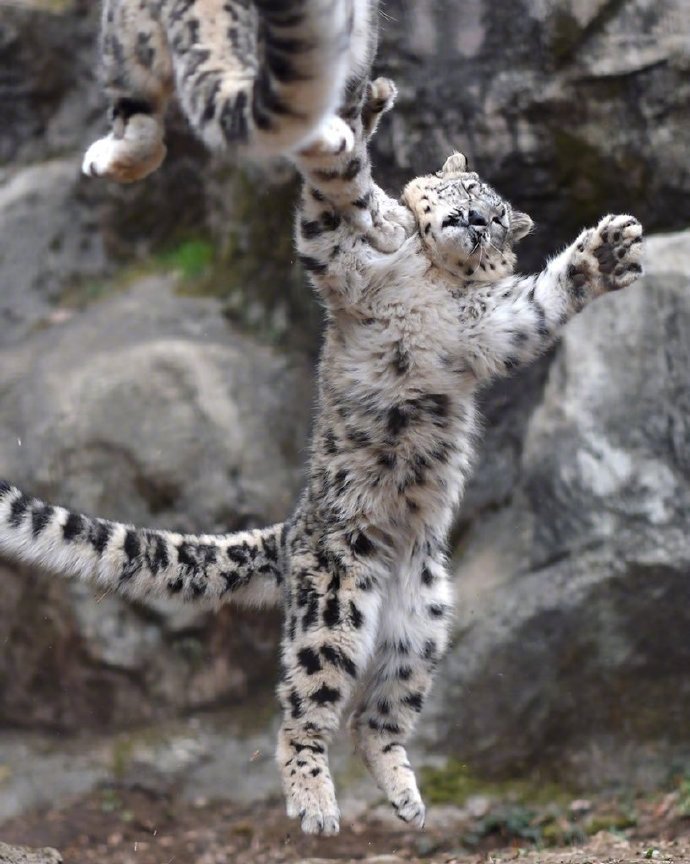 白豹晾翅麦麦克跳舞