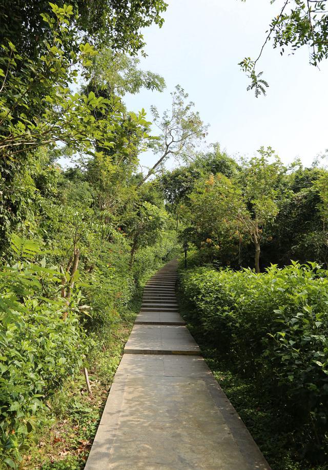 登三亞臨春嶺森林公園到山頂看全市風景路上還遇到四腳蛇