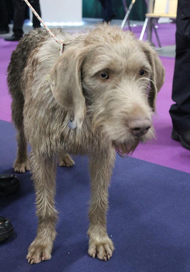 敬业爱岗的缉毒犬们,个个可爱又机警灵敏!