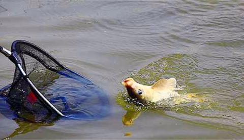 说说诱鱼方式,诱饵作用与配置方法!