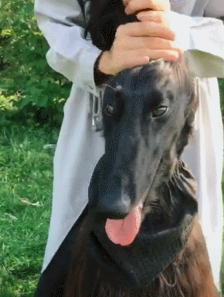 主人给狗狗扎辫子,扎的白眼都翻出来了,网友:夜华是你吗?