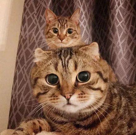 主人给两猫拍照,但小猫比较害羞躲在大猫后面,这模样简直.