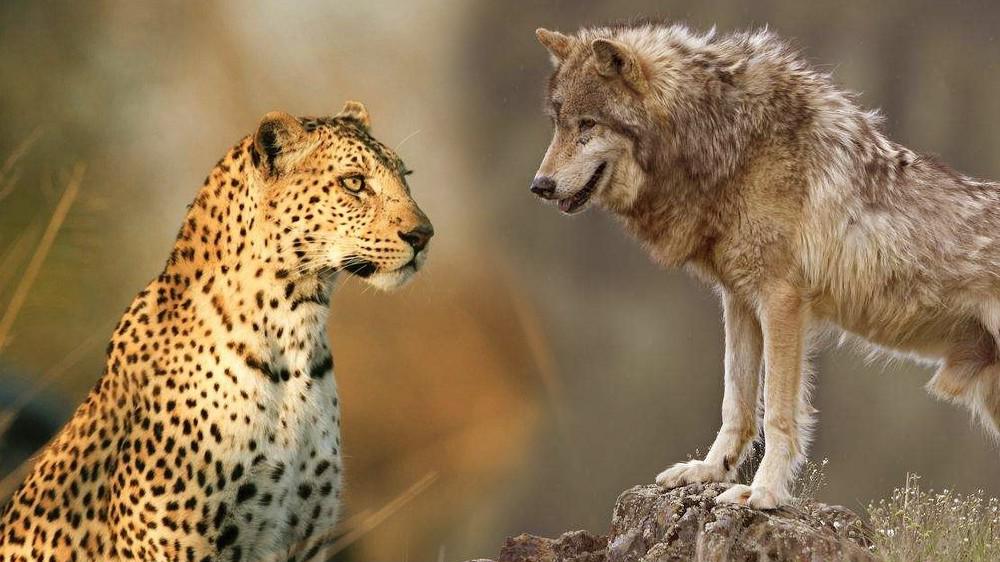 网友的这个说法我比较认同