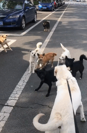 一群过来装模作样的小狗,要是打起来,真的有几只会被大狗给秒杀