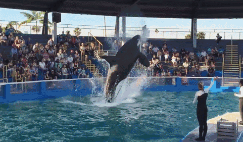 前来观看表演的观众在酷暑之下瞬间水花四溅,随后熟稔地翻腾,跳跃