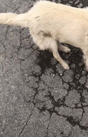 偶遇一只被车撞的狗,仅靠三只脚走路,见人就开心摇尾巴!