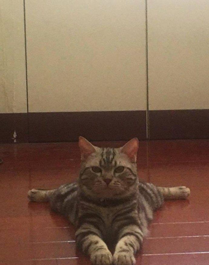 这劈叉姿势完美, 猫主子果然还是有实力的!