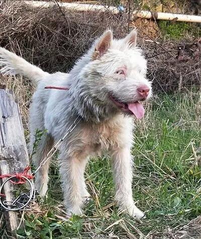 中国土狗中有名的猎犬:追野猪的高手,极品的价值过万