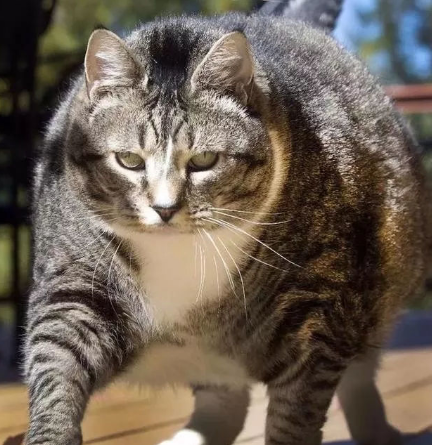 28斤胖猫胖成网红,自愿当酒店看门喵,简直是只小脑斧嘛