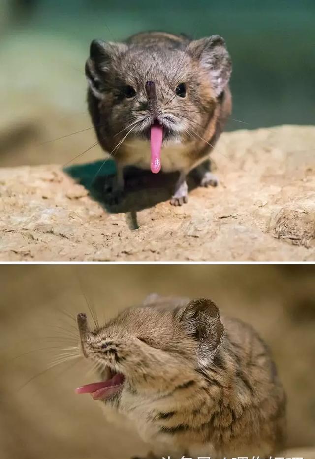 俗称是六角恐龙,在北美会有人把它当做宠物来养. 4.吐舌头的鼠鼩宝宝