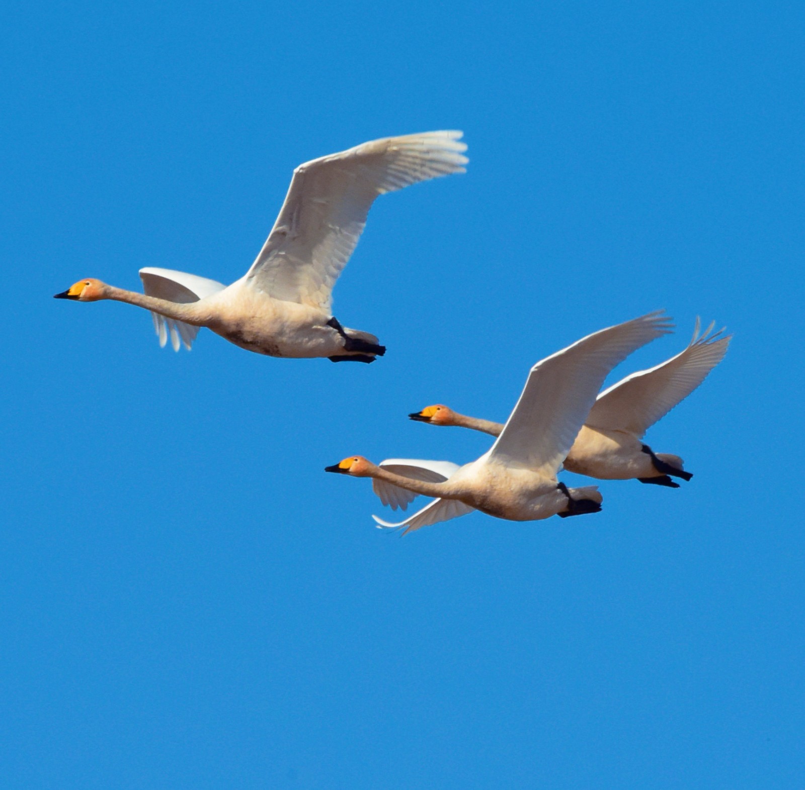 24张图带你看天鹅与蓝天绝美的搭配拍于内蒙古通辽市科左后旗