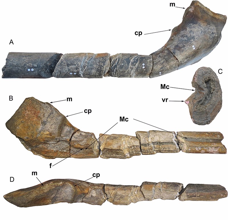 但通过使用简单的比例因子以及比较苏柯萨斯特鱼龙中相同的骨骼,拥有