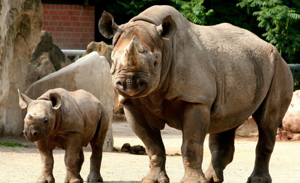 世界上最大的奇蹄目动物犀牛