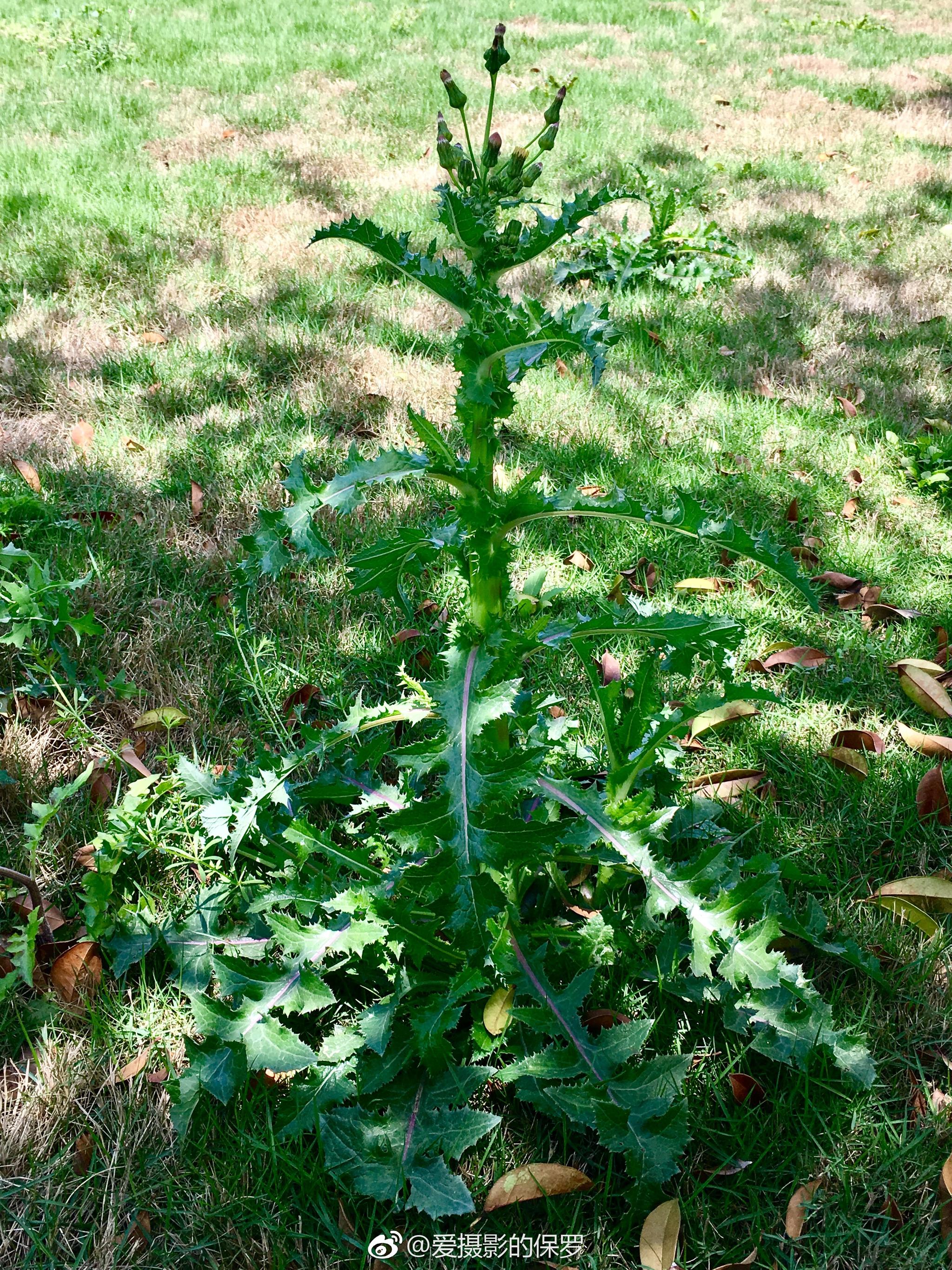 花叶滇苦菜学名