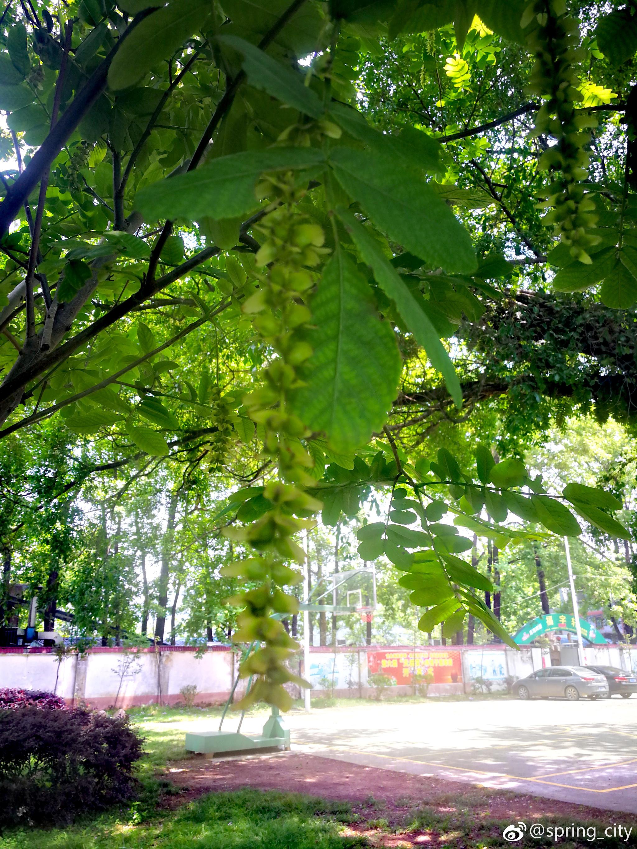 枫杨树|麻柳|杨树|枫杨_新浪新闻