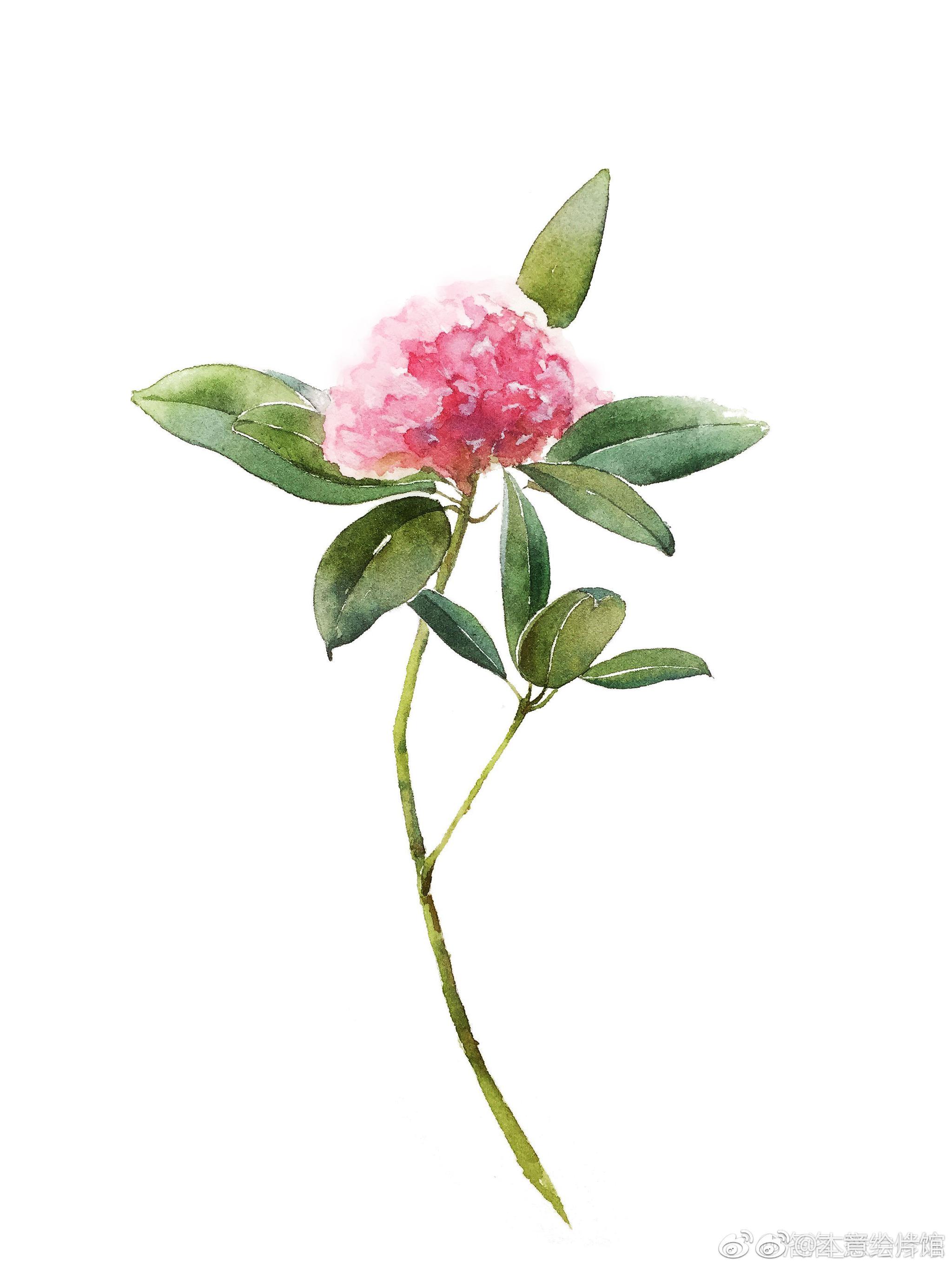 小清新水彩花卉一组绘画