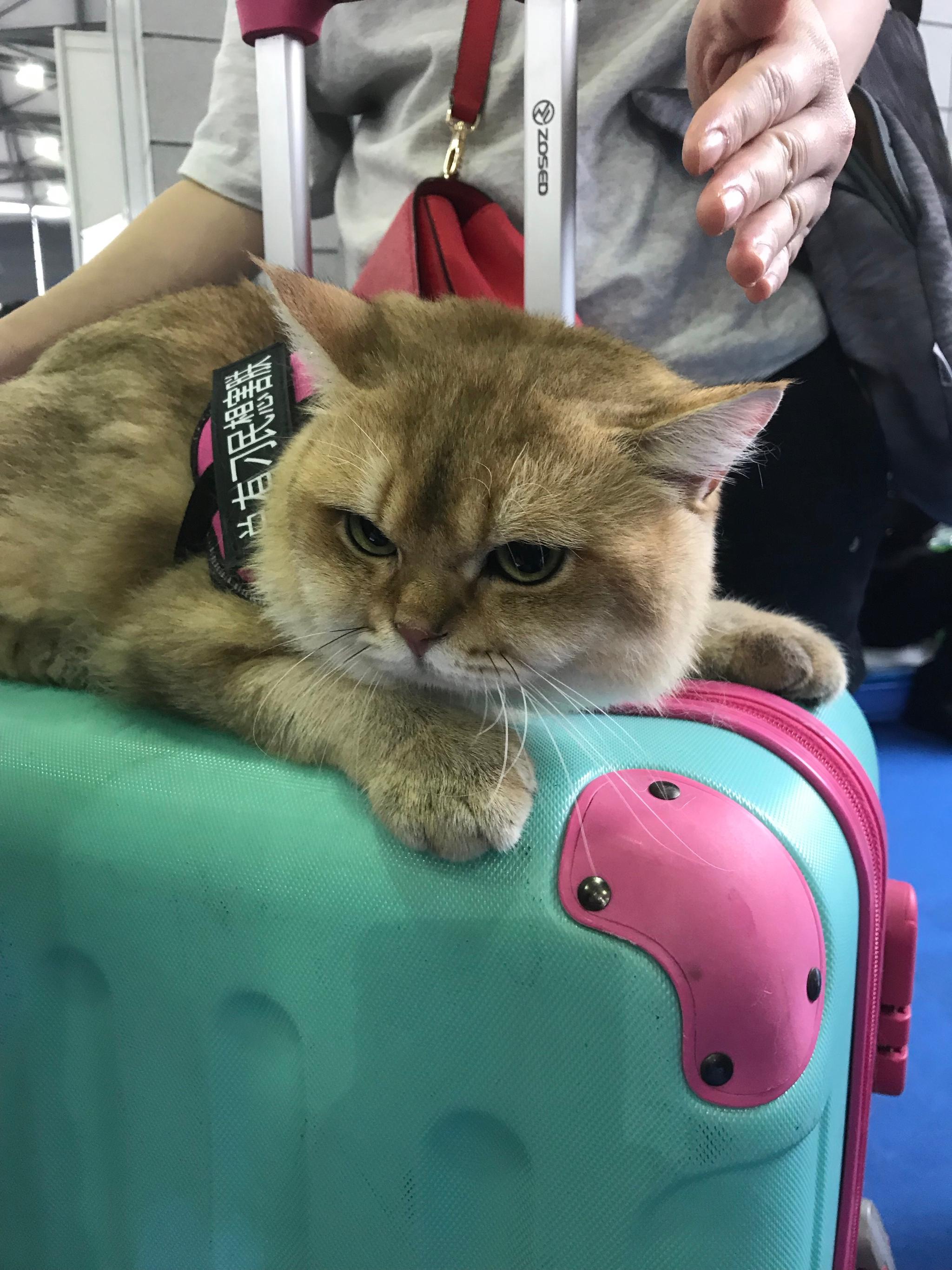 一大波萌宠来袭