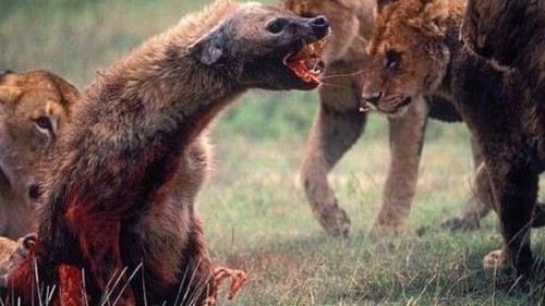 二,鬣狗狮子和老虎同为大型猫科动物,首先就它们的生存环境而言,狮子