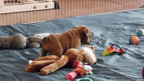 500_281gif 动态图 动图