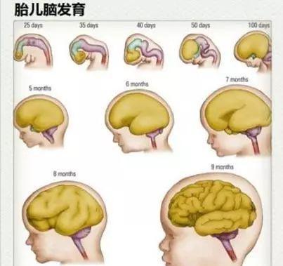 生理发育|千万不要错过了婴儿大脑发育的黄金期!