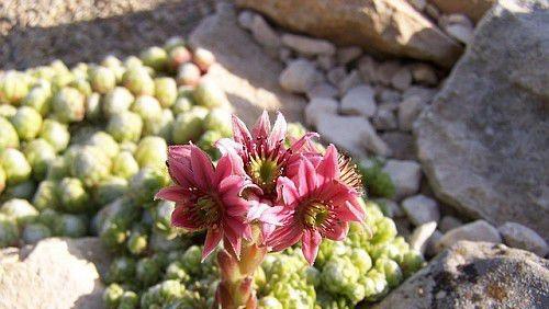 每日一多肉蛛丝卷绢sempervivumarachnoideum