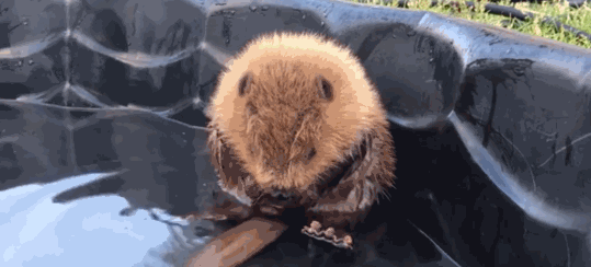 家人应该是被某捕食者的攻击给冲散了,让小河狸宝宝孤苦伶仃一个等待