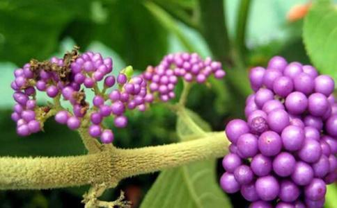 3,中药蟹目根能治烫伤中药蟹目根平时还能外用,对人类的烫伤有很好的