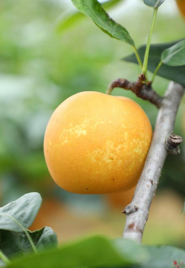 连州美女摘的水晶梨太好吃了地下暗河坐船游亿年溶洞