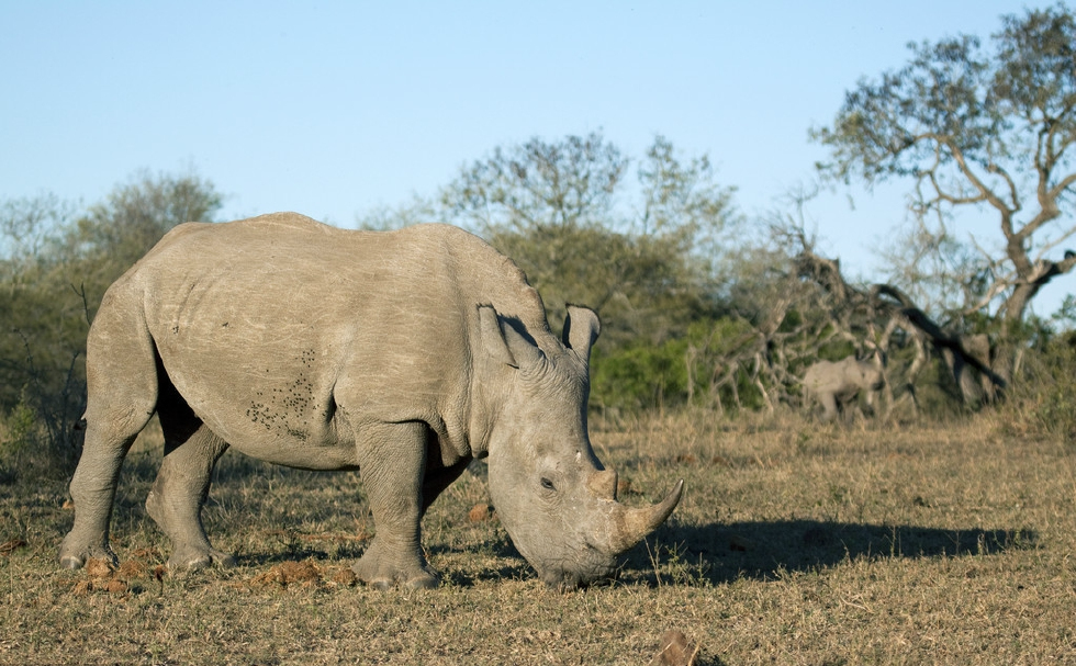 世界上最大的奇蹄目动物犀牛
