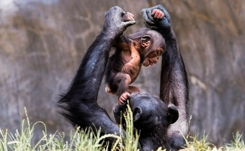 1,猩猩(2种亚种)原 来这才是世界排行十大聪明动物3,黑猩猩4,狒狒(7种