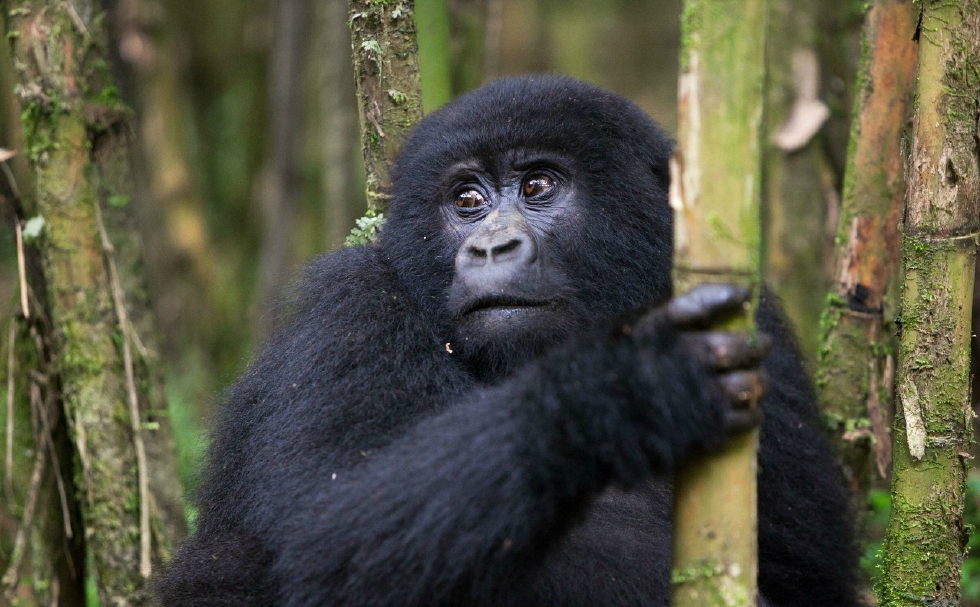 才是世界排行十大聪明动物3,黑猩猩4,狒狒(7种亚种包括黑面狒狒狒狒)5