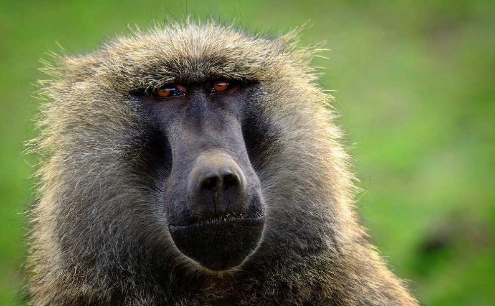 才是世界排行十大聪明动物3,黑猩猩4,狒狒(7种亚种包括黑面狒狒狒狒)5