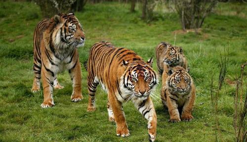 地球上现存的最小老虎, 体型虽小却性格最凶, 记录曾吃掉一家三口