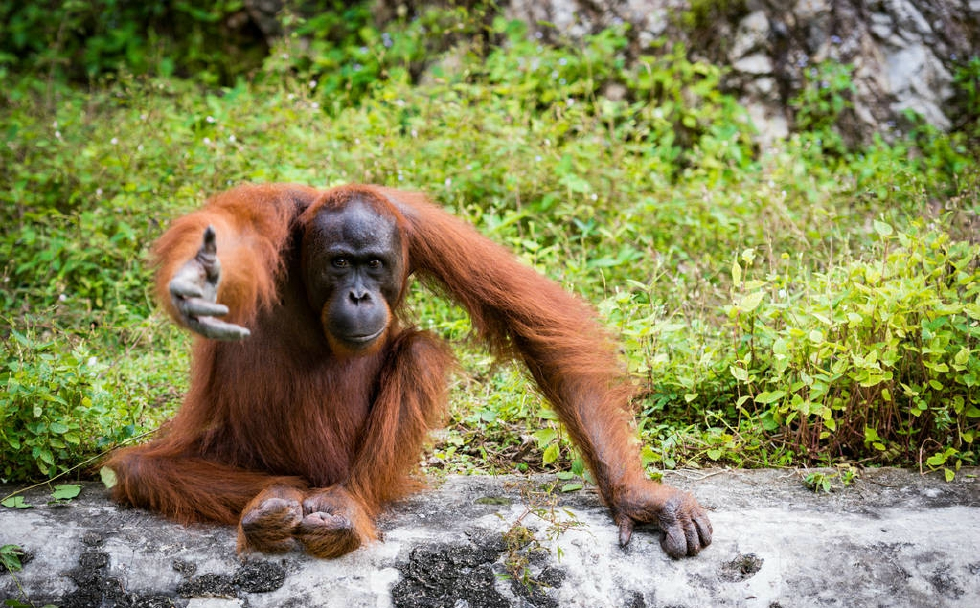 才是世界排行十大聪明动物3,黑猩猩4,狒狒(7种亚种包括黑面狒狒狒狒)5