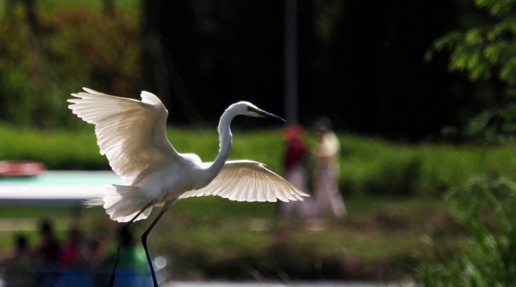 西溪湿地看白鹭齐飞
