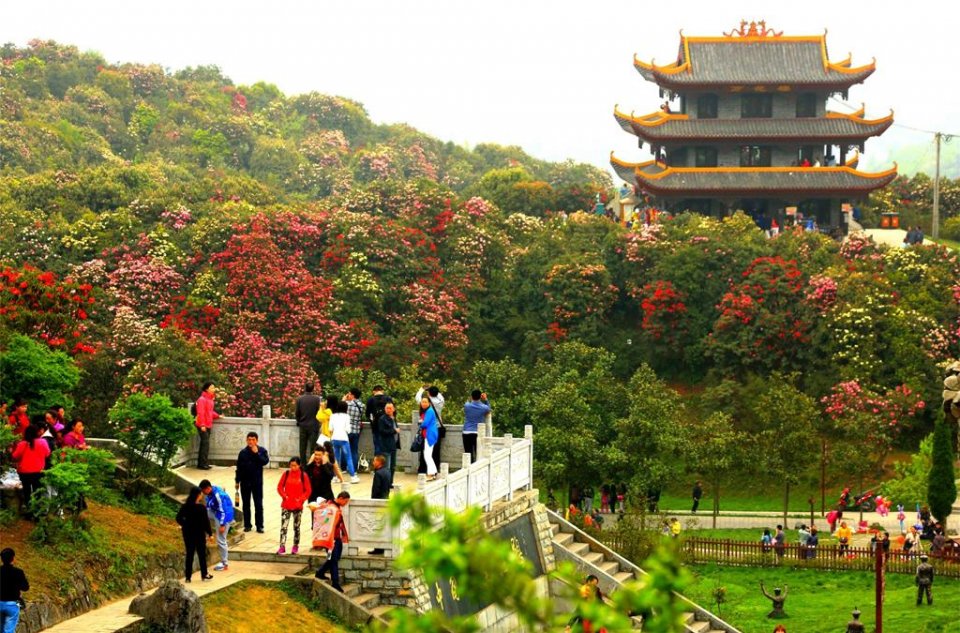 踏春|待到山花烂漫时,去看地球最大百里杜鹃花海