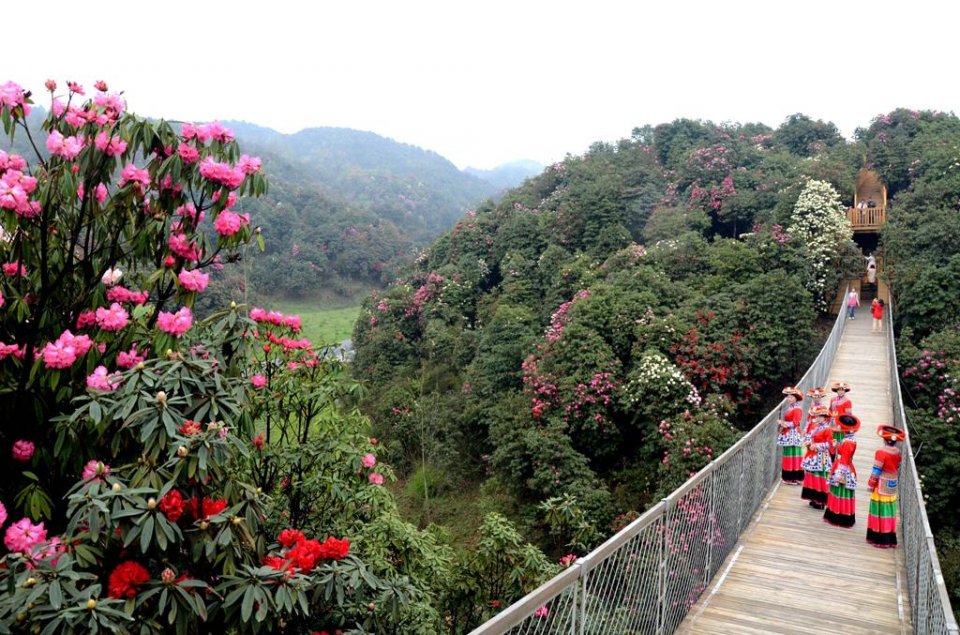 踏春|待到山花爛漫時,去看地球最大百里杜鵑花海