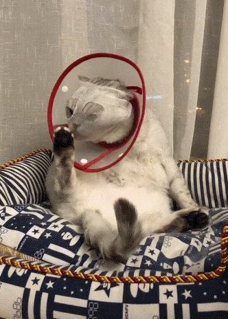 332_464竖版 竖屏gif 动态图 动图