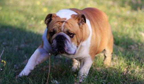 74--寻血猎犬,有着两只耷拉着并且