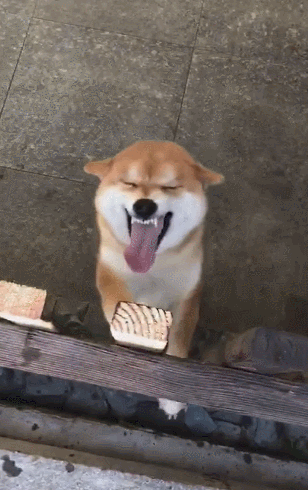 柴犬发现有人来摇头摆尾激动微笑要拉人进家