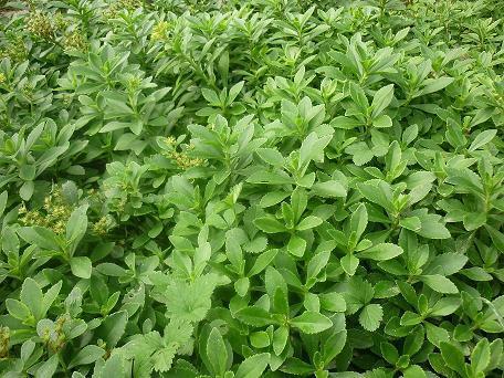 农村的这种野菜, 种一次能吃10年, 还能治疗多种疾病