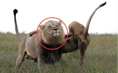 母狮教训雄狮, 一招泰山压顶一屁股坐雄狮头上, 雄狮表情亮了